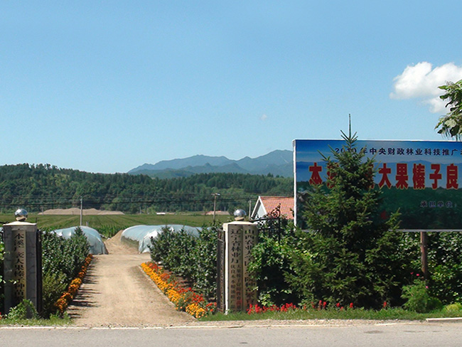 钙果基地